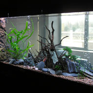 Óriás körüljárható akvárium feltöltés és telepítés után